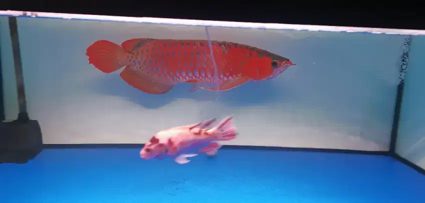 Arowana super red 57 cm