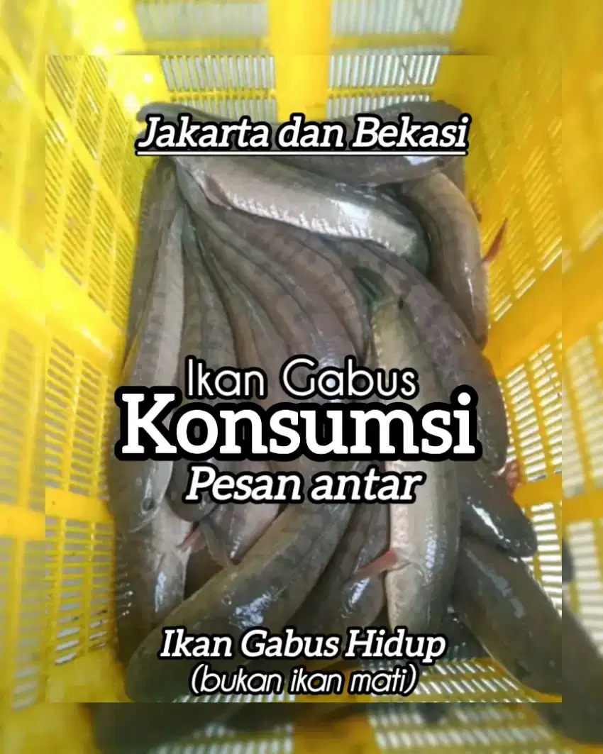 Ikan gabus buat luka jahitan