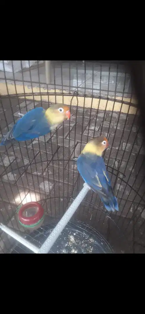 burung lovebird love bird lakbet