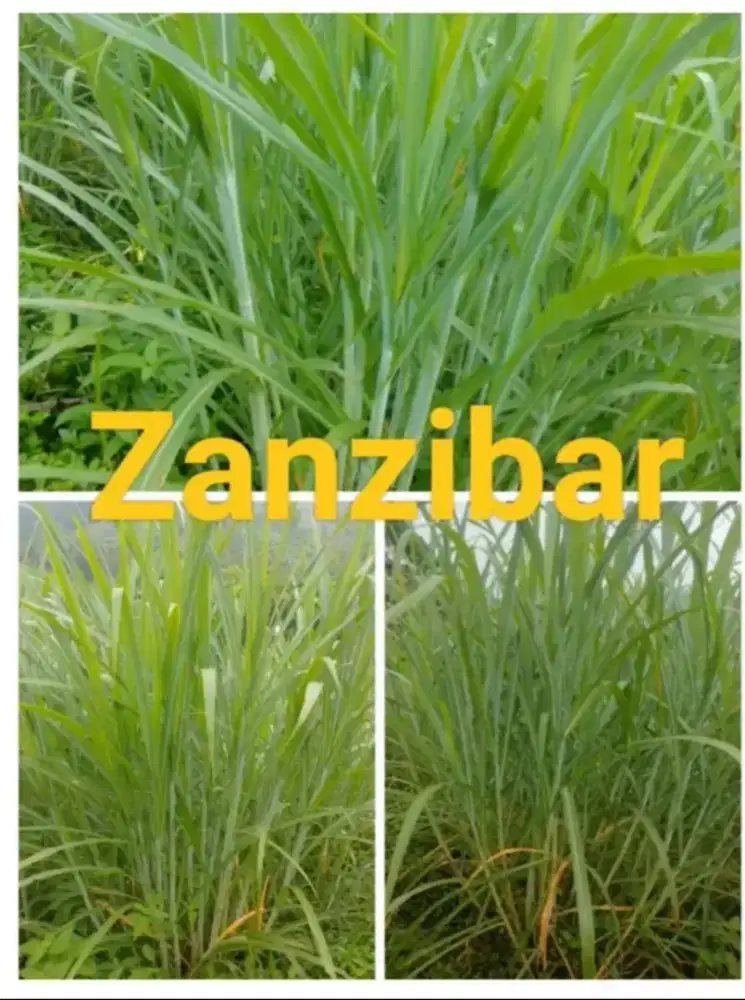 RUMPUT ZANZIBAR PAKAN TERNAK