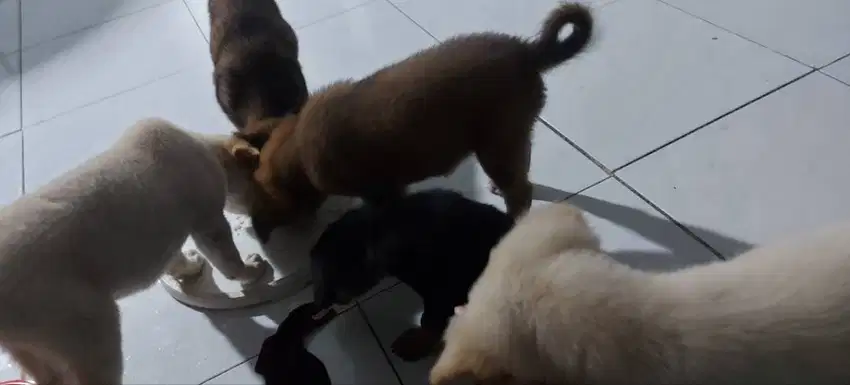 Puppy umur 3 bulan mix golden