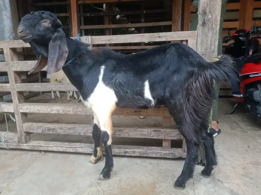 Jual kambing domba aqiqah, paket aqiqah, dll. melayani Jabodetabek