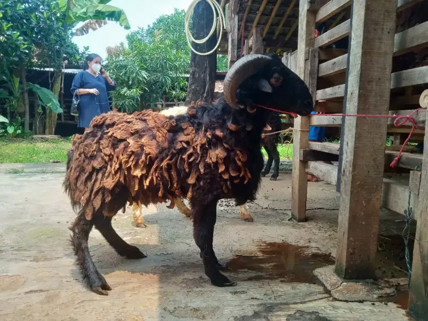 Jual kambing domba aqiqah, paket aqiqah, dll. Melayani Jabodetabek