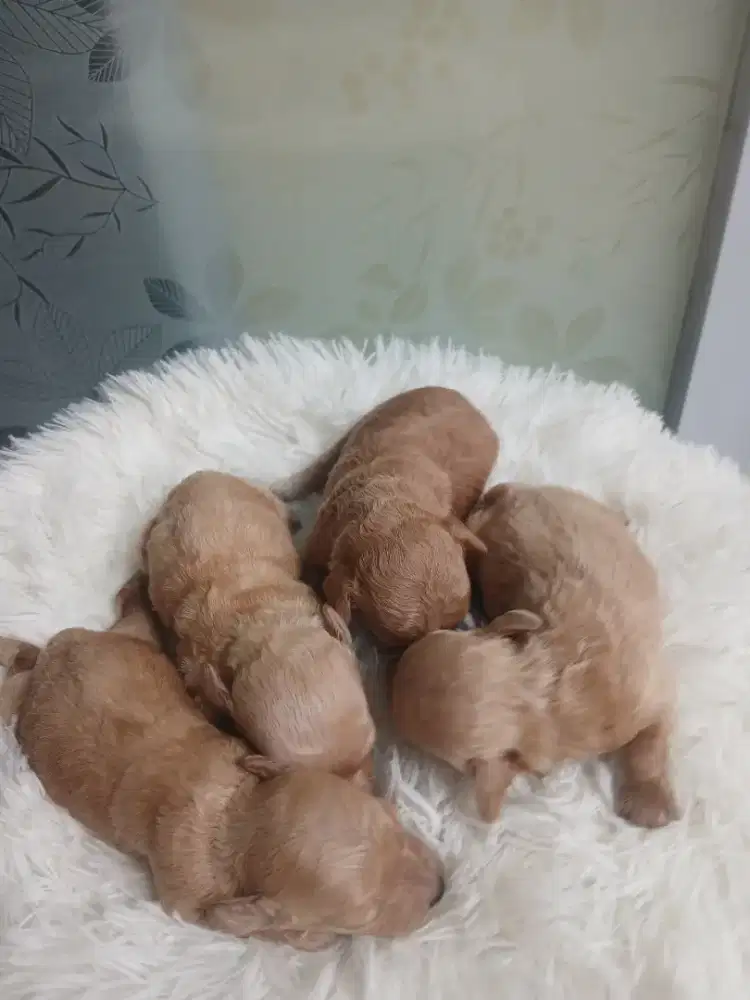 OPEN ANJING TOY POODLE STANBUM VAKSIN