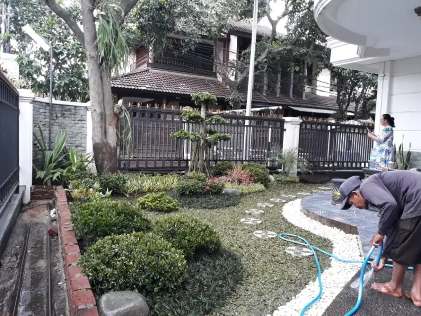 TUKANG TAMAN SUMUR BANDUNG | PASANG RUMPUT GAJAH MINI | JUAL POHON