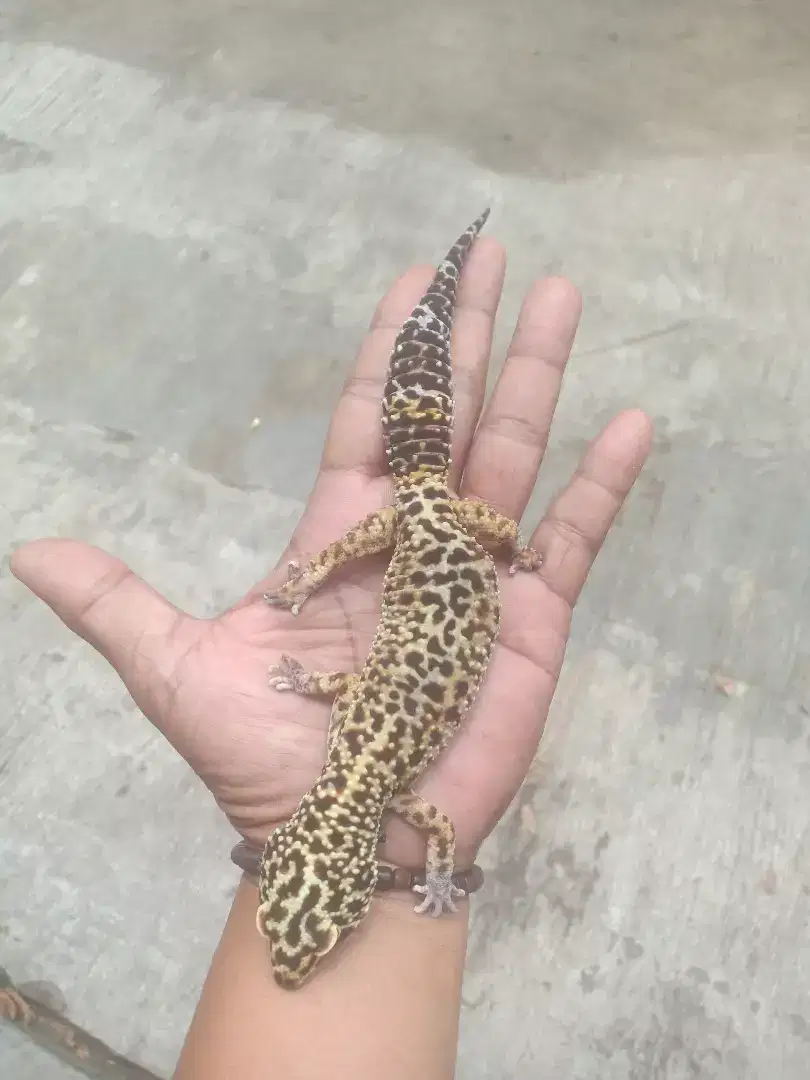 Leopard gecko . Pejantan tangguh