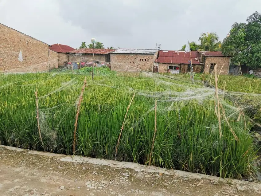 DIJUAL CEPAT TANAH KOSONG BEKAS SAWAH LUAS 250