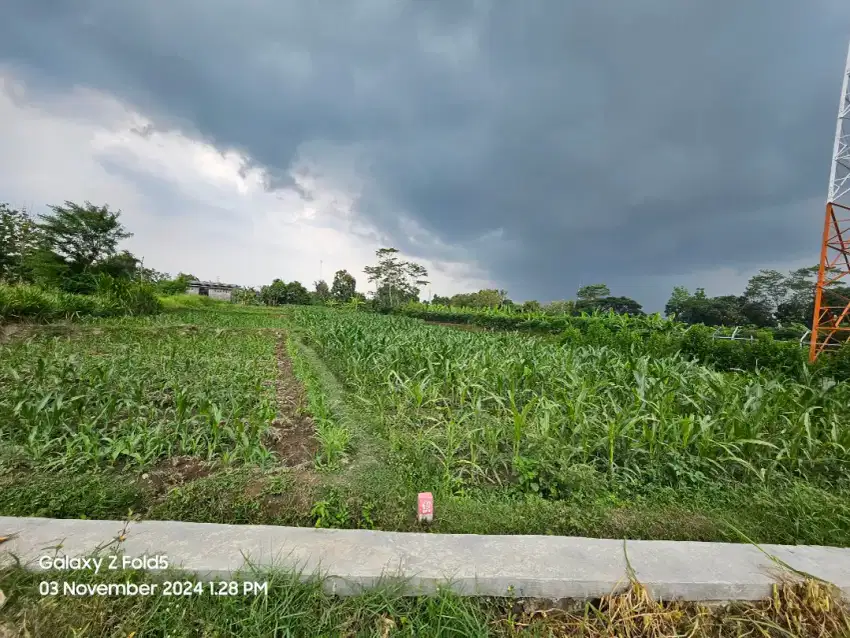 Sawah Produktif dekat tol solo jogja