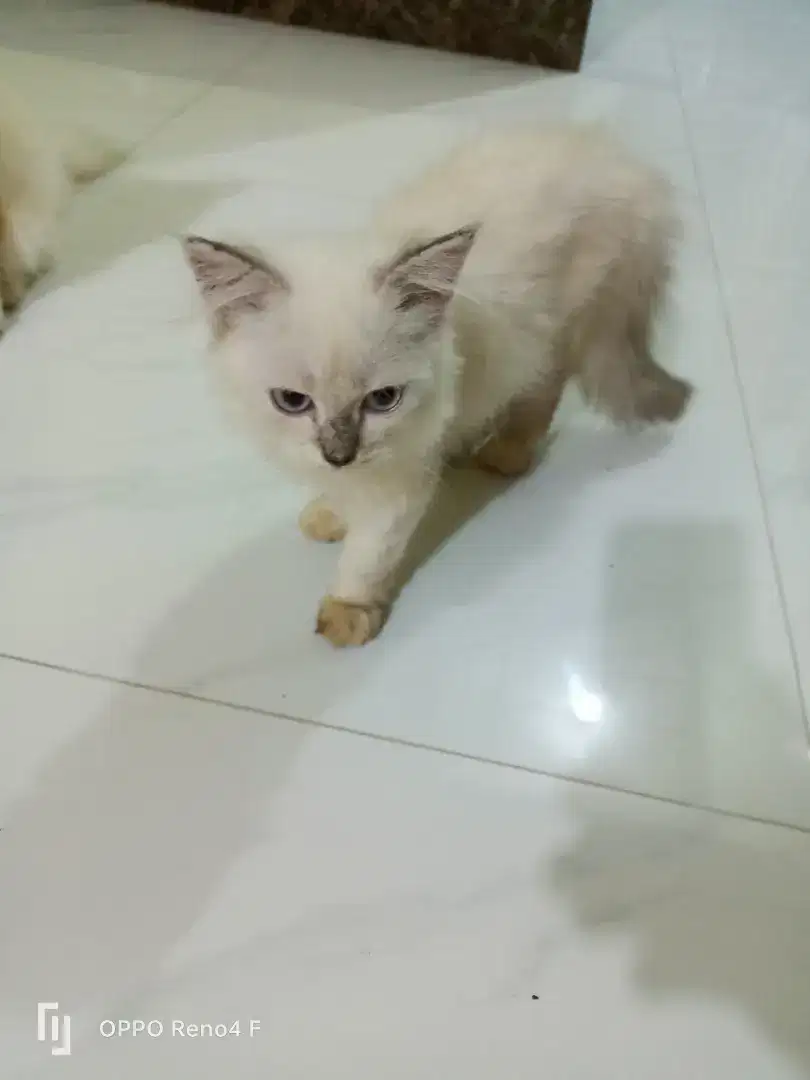 Kucing persia umur 4 bln