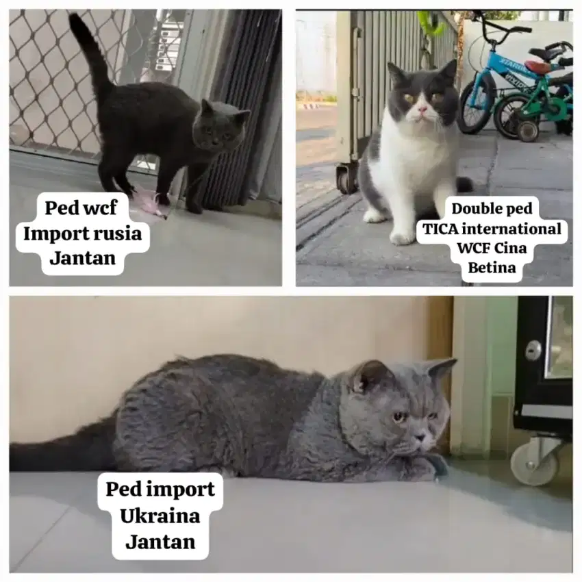 British Shorthair Pedigree Import