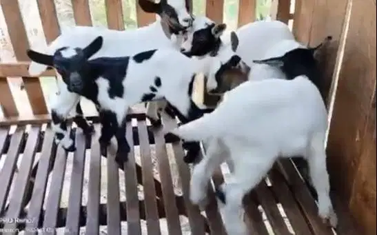 sepasang anakan kambing hias mini peranakan pygmi 3-4 bulan koleksian