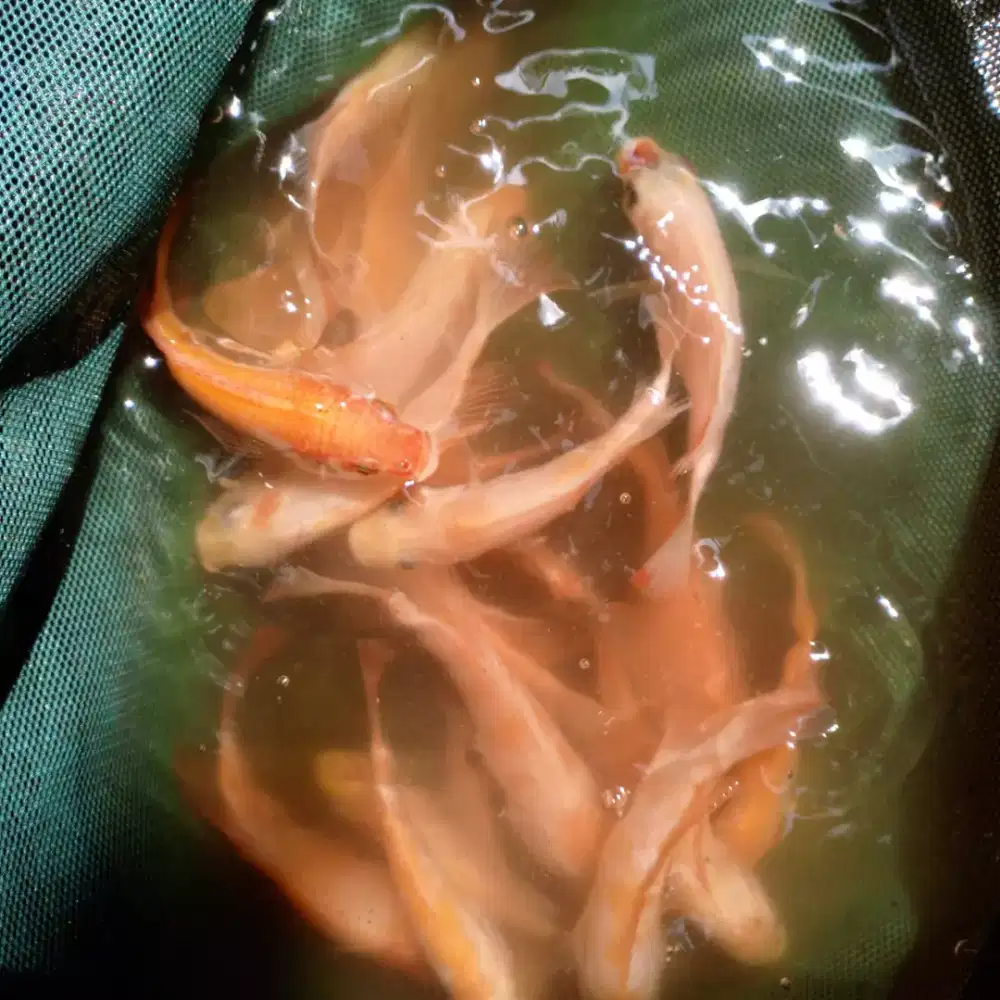 Bibit ikan nila Bangkok super size -+7-8cm