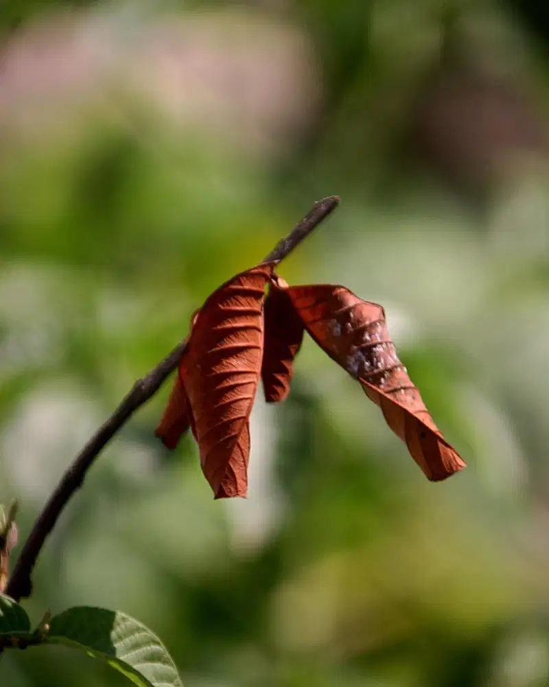 Turun HargaLensa Manual Tele Canon Makinon 80mm- 200mm No Seri B124991