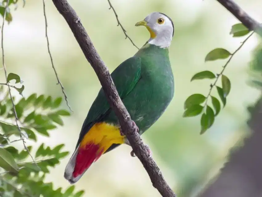 Merpati Hutan Warna Sesuai