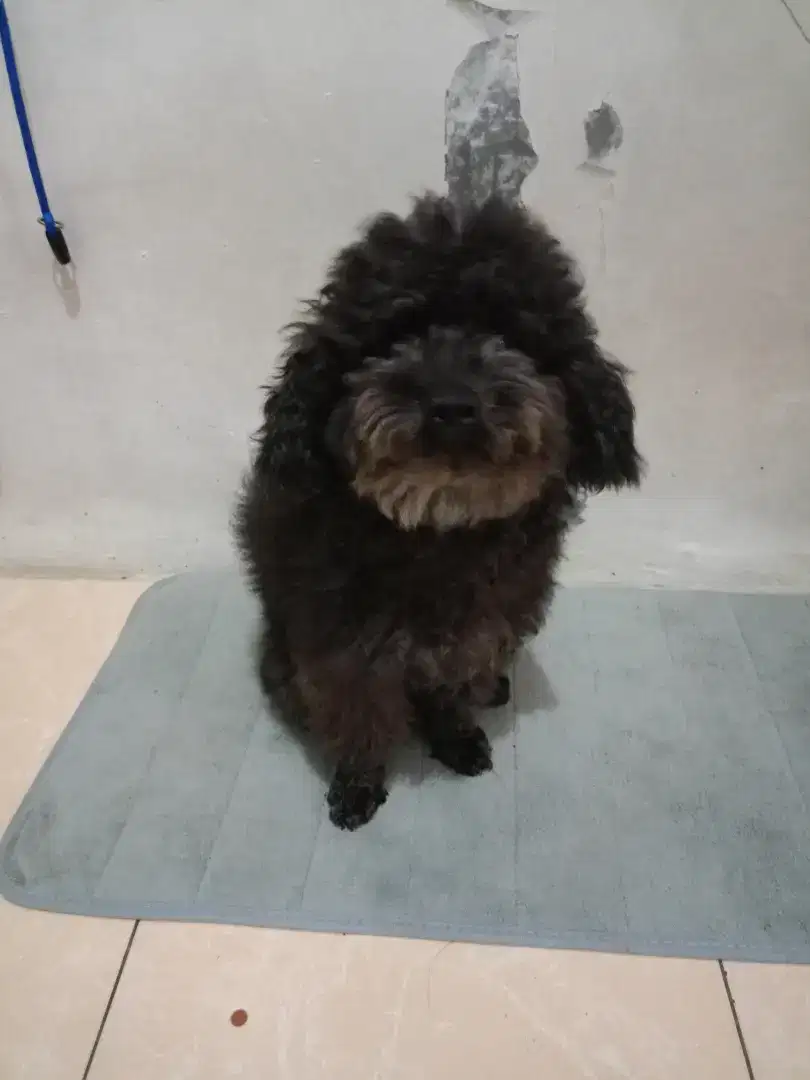 Black poodle 2thn