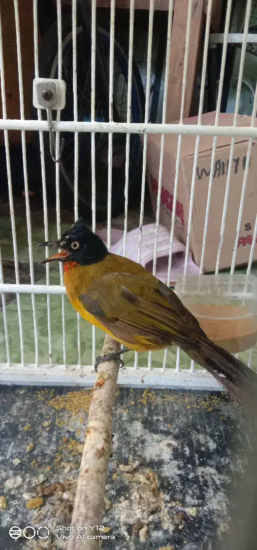 jual burung kutilang mas mata kuning jantan bunyi udh makan pur