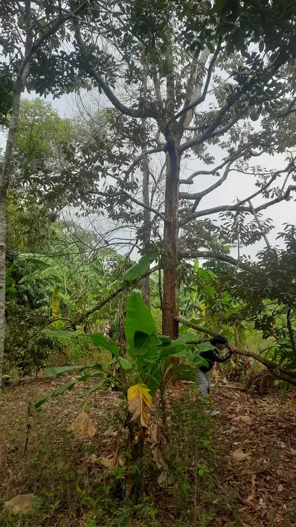 Kebun 1500 m2 isi Durian & rambutan