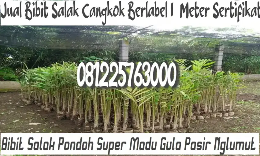 Bibit Salak Pondoh Super Madu Gula Pasir Cangkok Nglumut 01