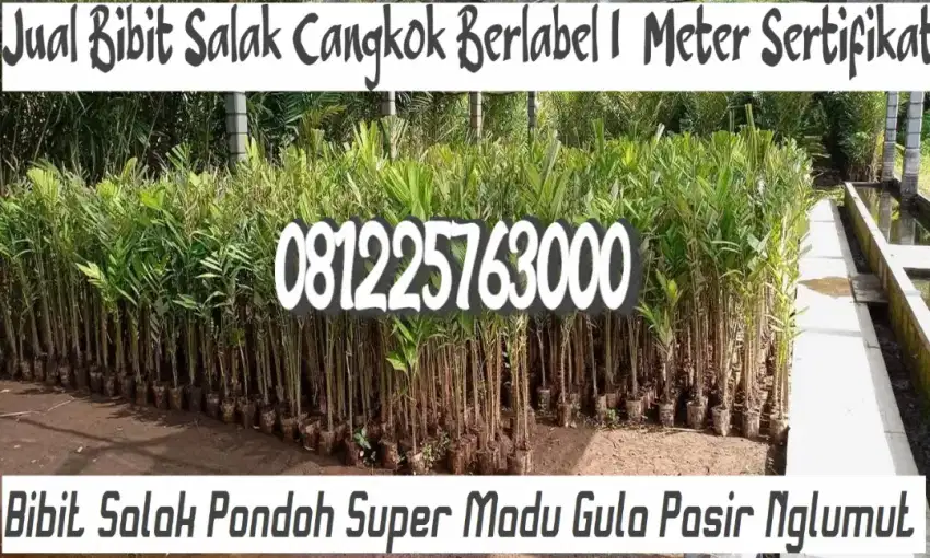 Bibit Salak Pondoh Super Madu Gula Pasir Cangkok Nglumut 03