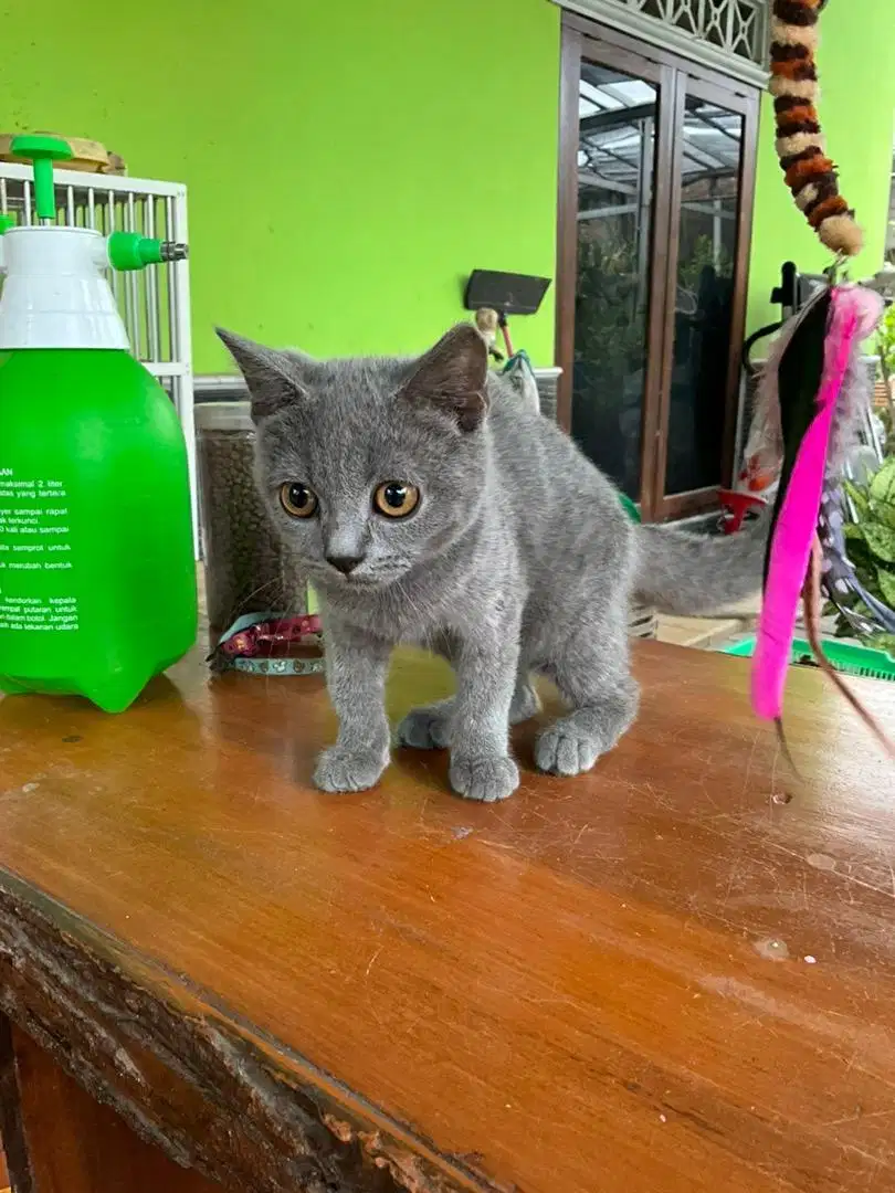 British short hair (bsh) kitten non ped