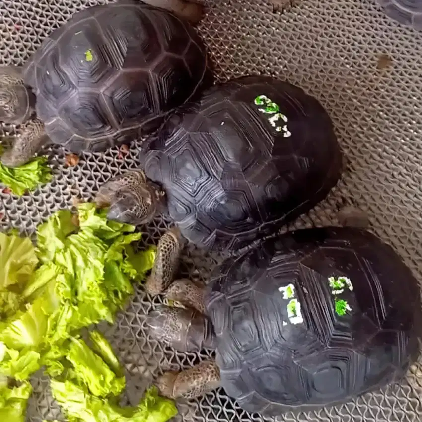 KURA KURA DARAT / ALDA BRA TORTOISE