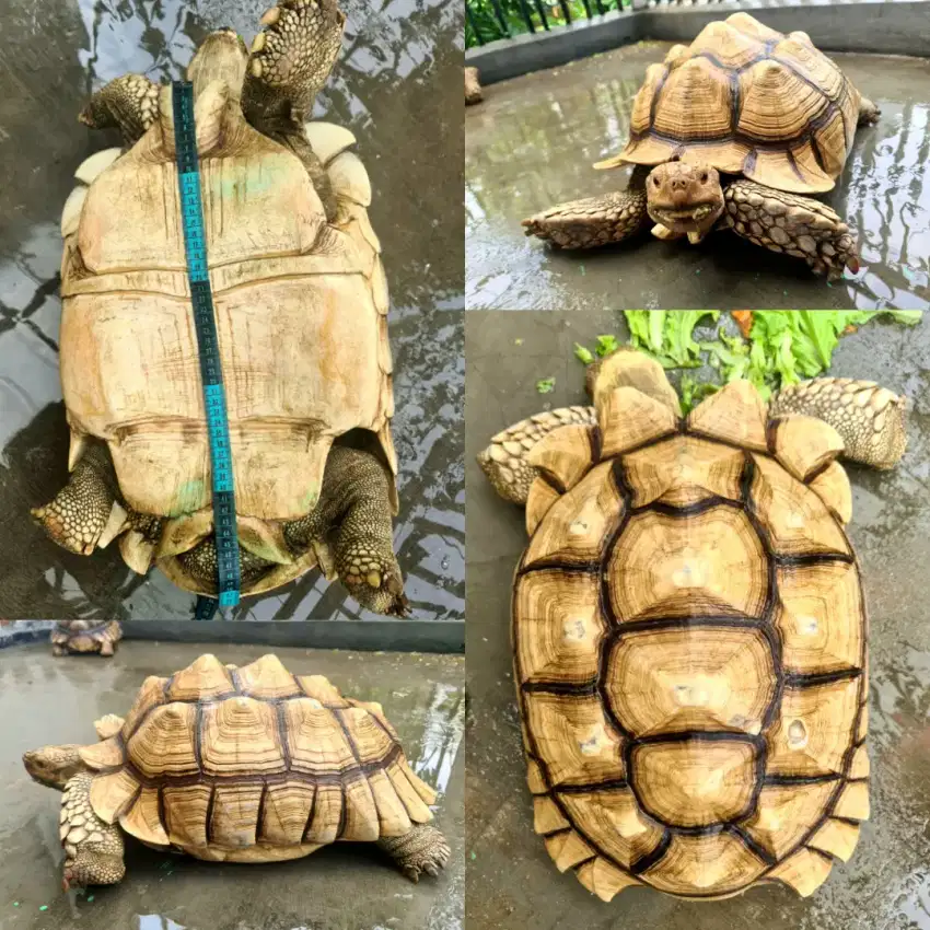 KURA KURA DARAT SULCATA / SULCATA TORTOISE / INDUKAN