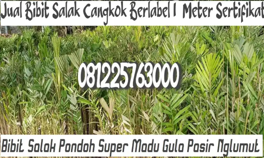 Bibit Salak Pondoh Super Madu Gula Pasir Cangkok Nglumut 0