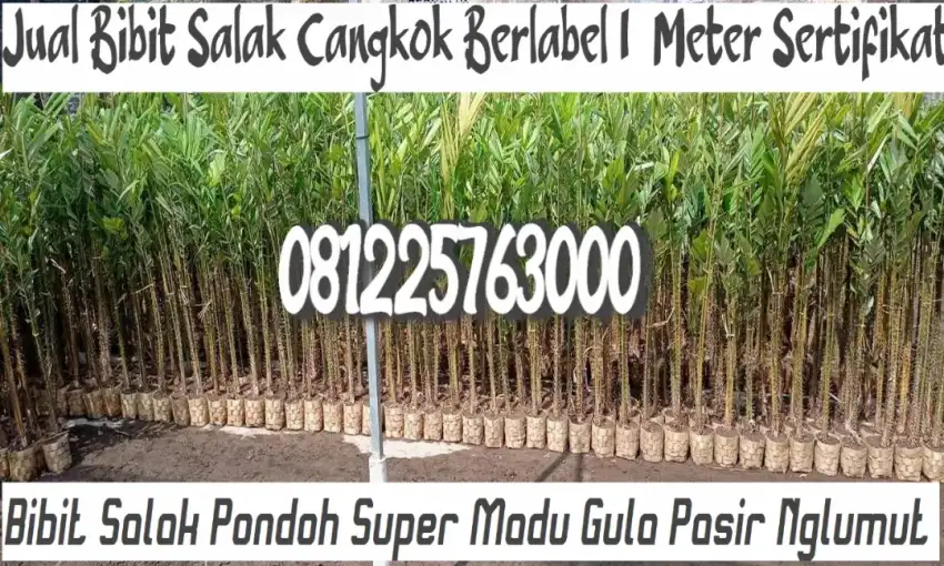 Bibit Salak Pondoh Super Madu Gula Pasir Cangkok Nglumut 05