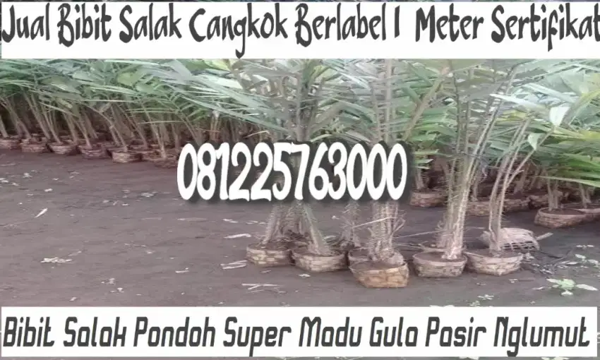 Bibit Salak Pondoh Super Madu Gula Pasir Cangkok Nglumut 06