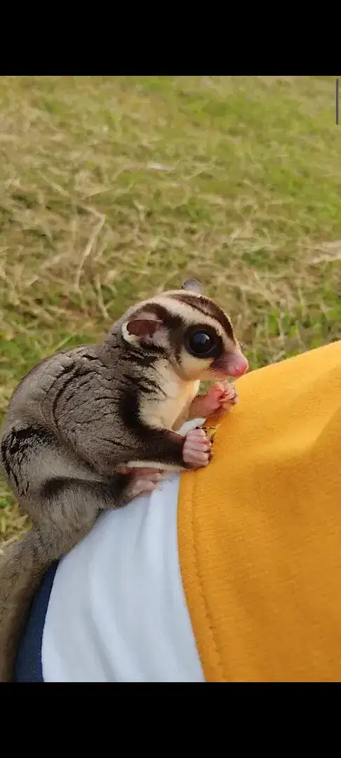 Sugar glider classic grey jantan dan sehat