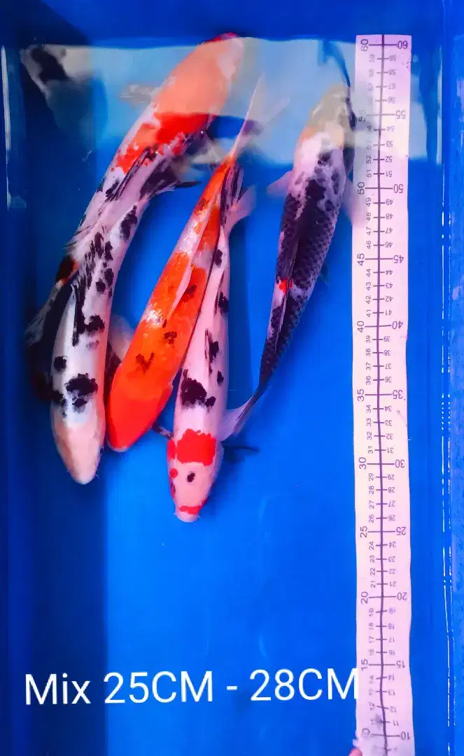 Ikan Koi ukuran mix 25-28cm