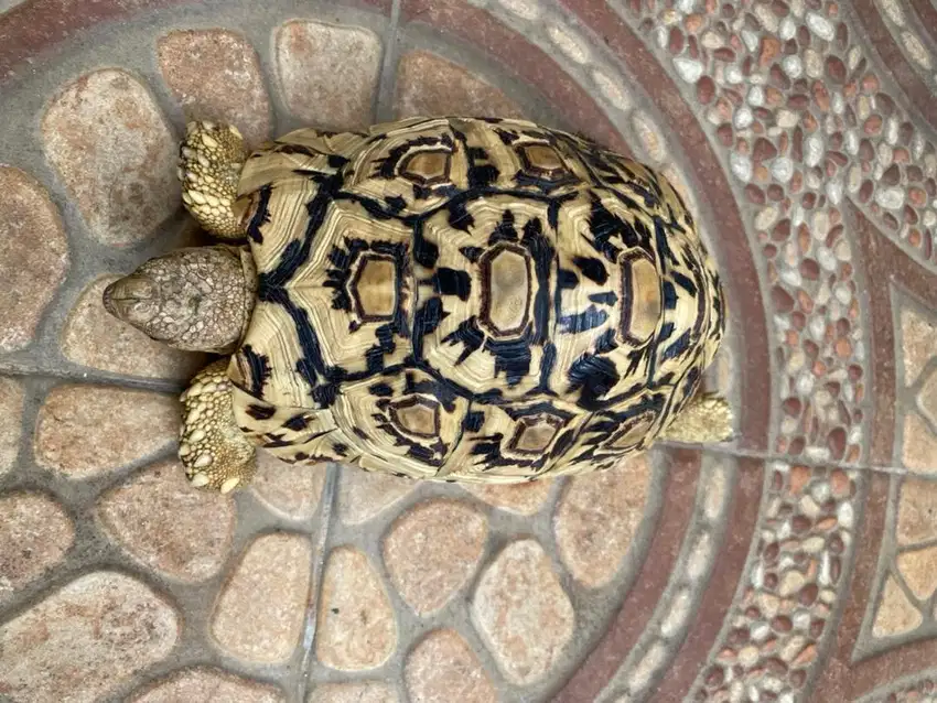 Pardalis Tortoise Uganda no 1