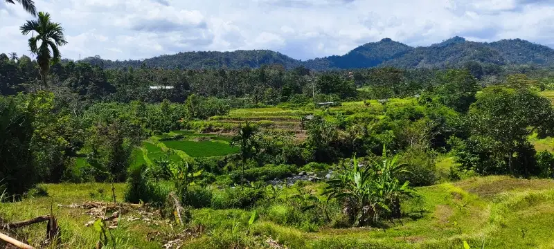 Tanah kontur datar view hamparan sawah di Karang asem