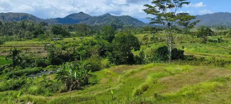 Tanah kontur datar view hamparan sawah  akses jalan 4 meter