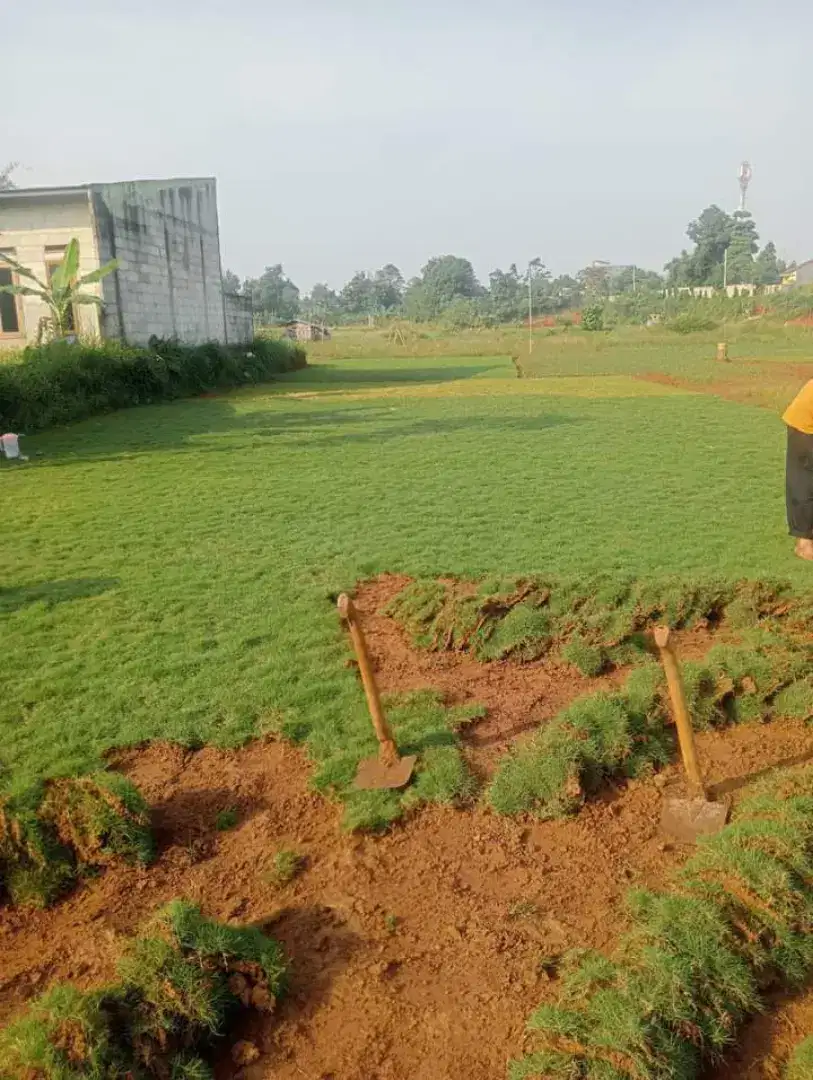 rumput suwiss hijaw