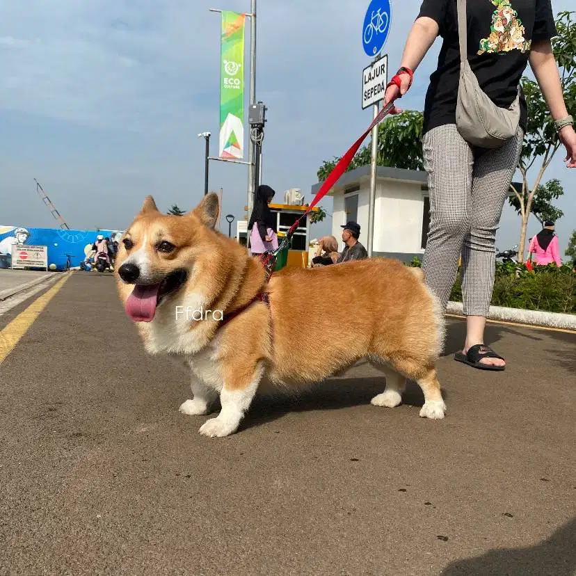Open Pacak Stud Kawin Pejantan Pembroke Welsh Corgi Jantan Short Hair