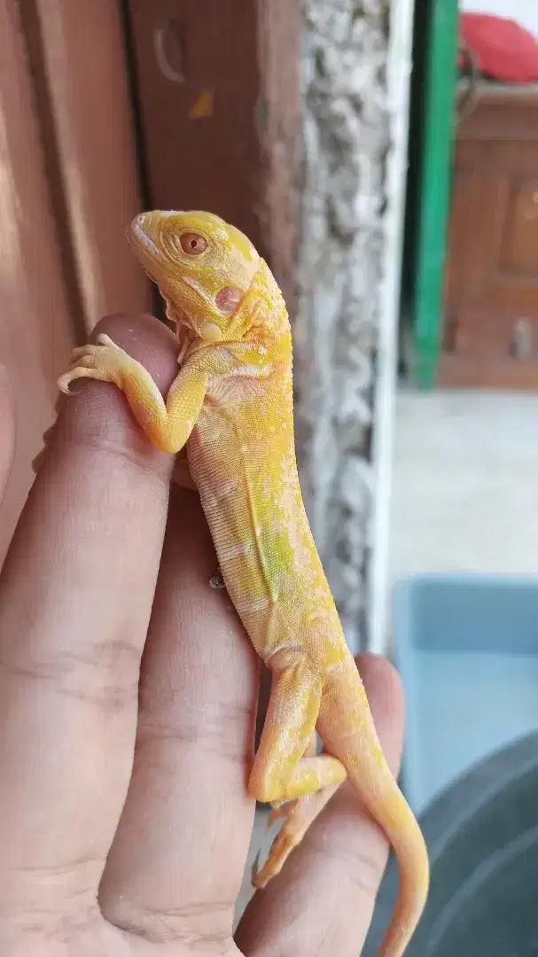 Iguana albino jinak sehat mulus