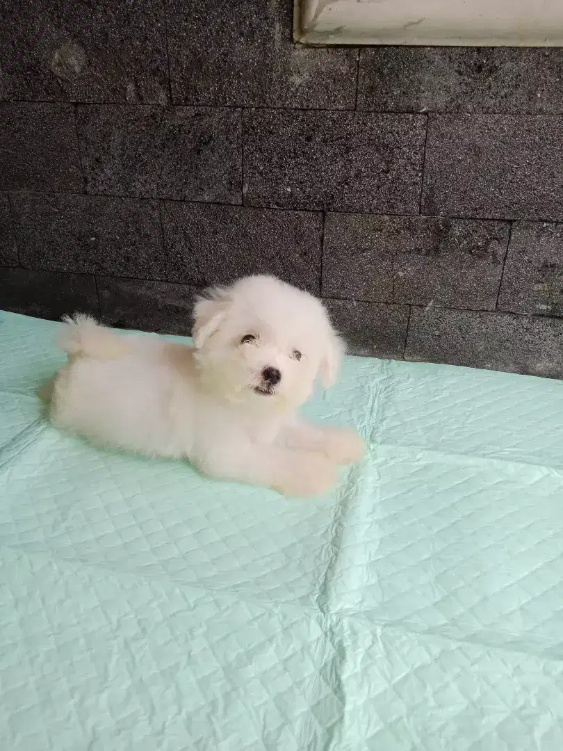 Bichon frise puppy