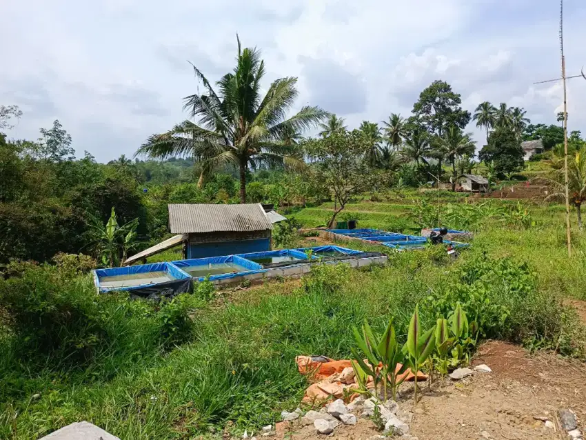 DIJUAL TANAH + 12 KOLAM IKAN