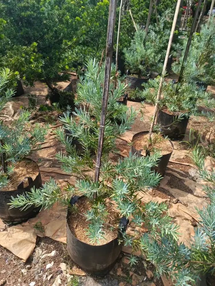 Pohon lohansung blue ice ukuran 1 meter