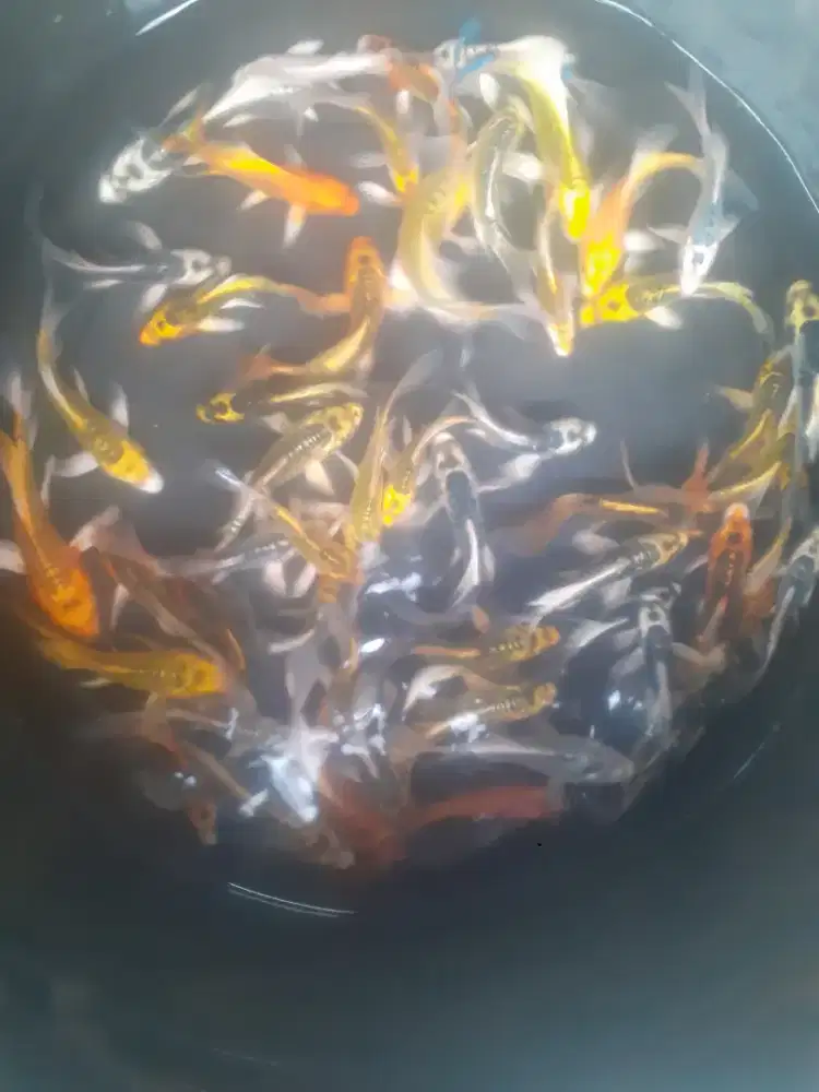 Jual koi slayer uk 12 cm paket 100 ekor