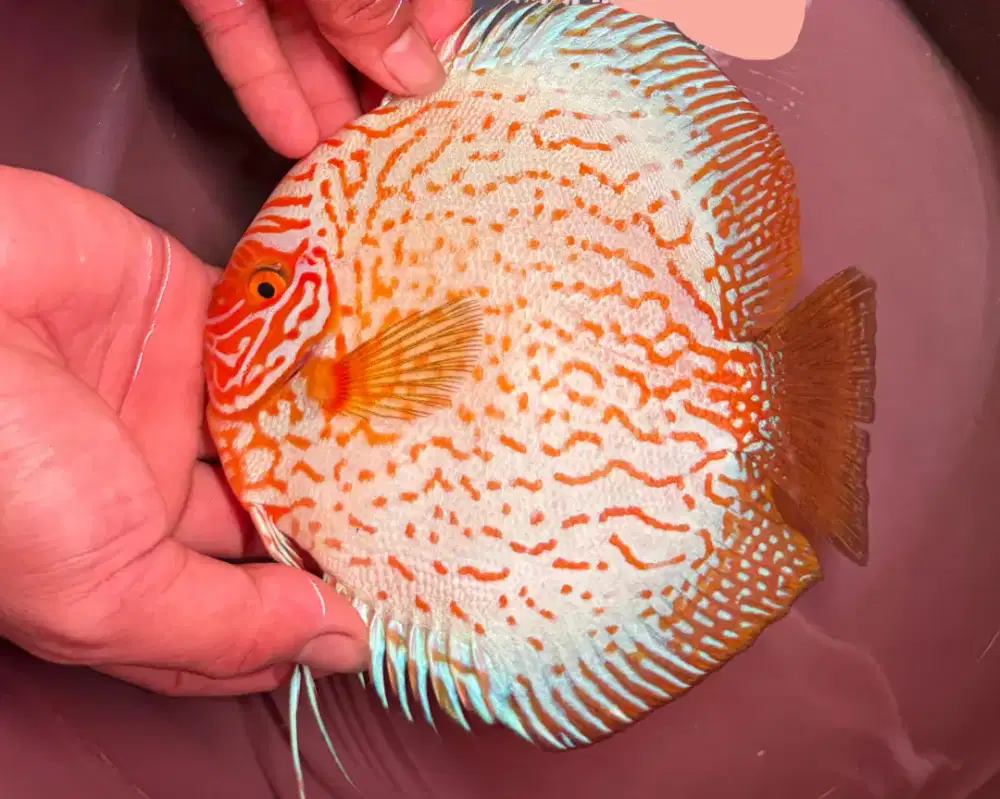 Discus Pigeon Yellow Rounded 5,5 inc Jantan