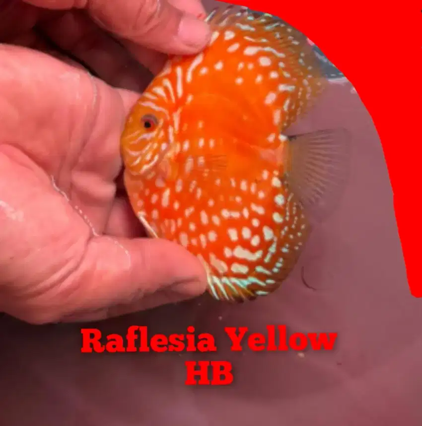 Discus Yellow Raflesia HB 3 inch