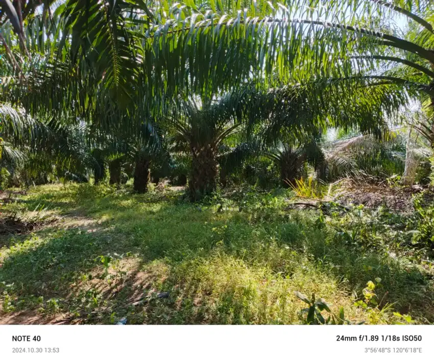 Dijual tanah dengan lahan kelapa sawit produktif, owner langsung