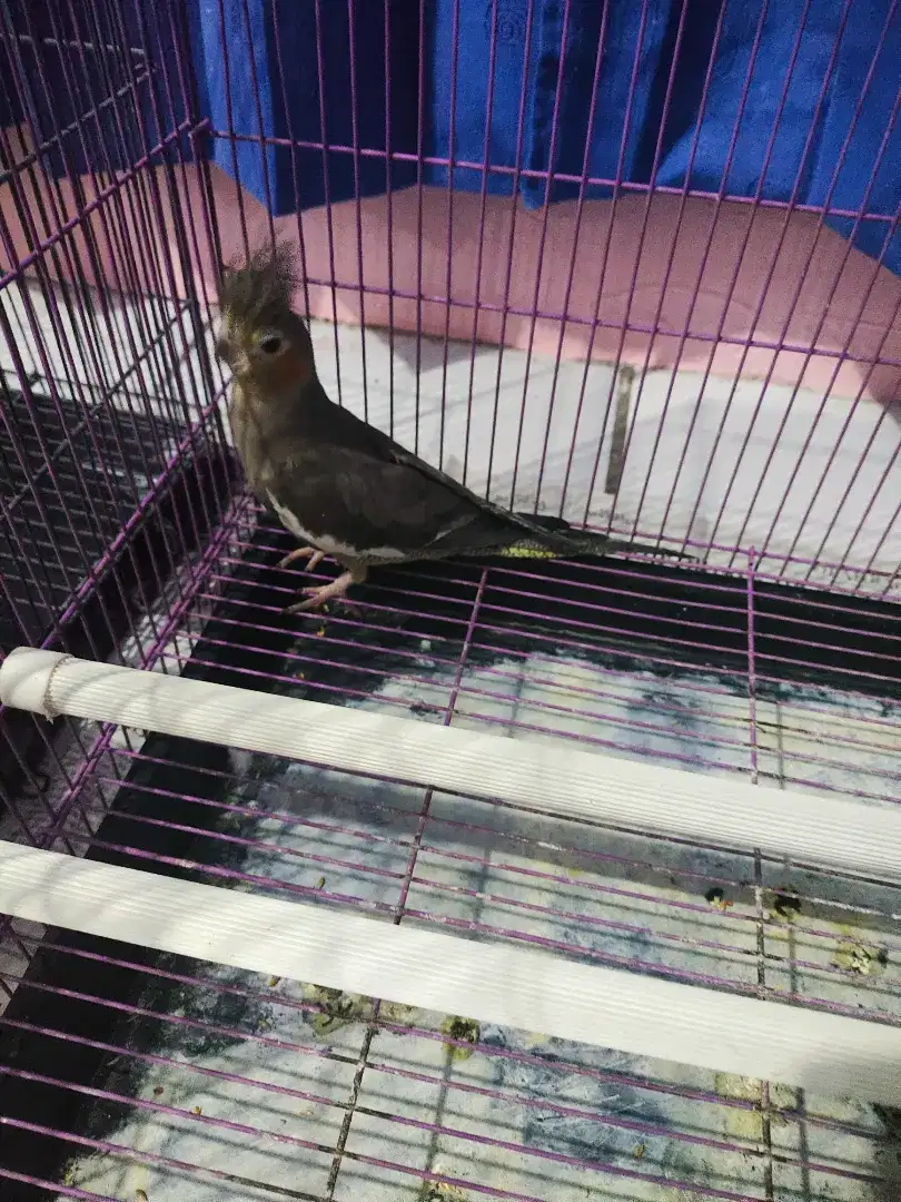 Indukan Betina Burung Falk Grey/Parkit Australia Grey (Bisa Nego)