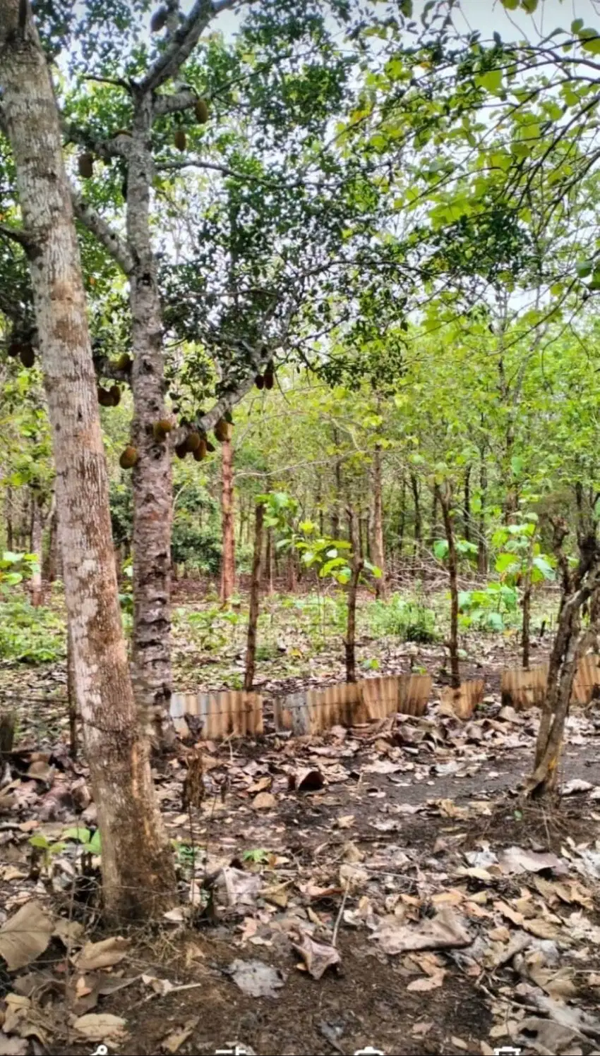 Dijual sebidang tanah kebun di dekat taman rusa ( Harga Nego )