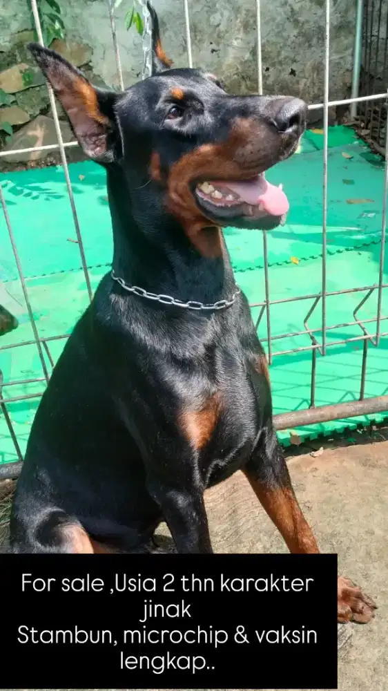 Shops harga doberman pinscher