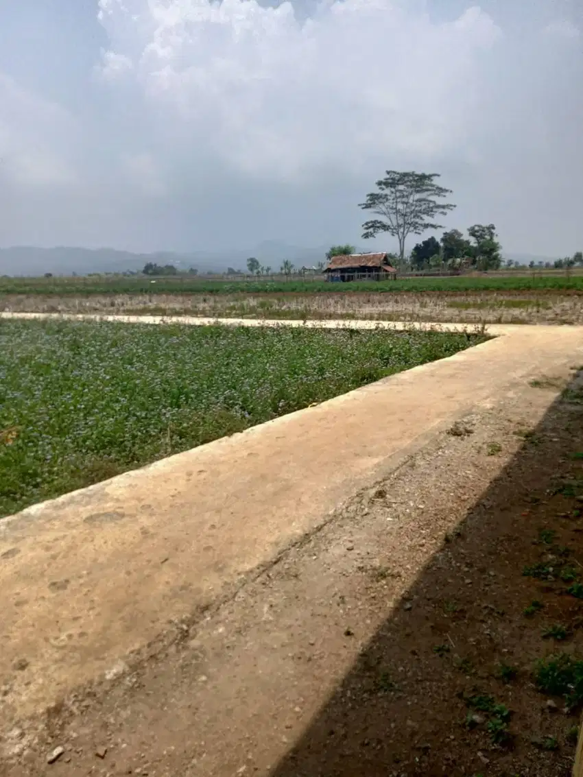 di jual tanah sawah pinggir pemukiman warga