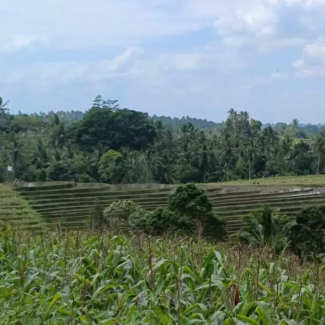 di jua tanah kebun view sawah dah lembah di tabanan bali