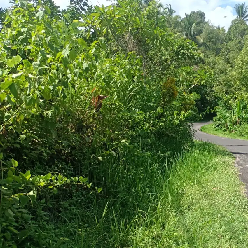 jual kebun durian dan aneka buah di jembrana bali